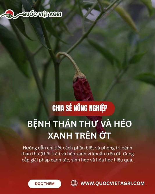 Bệnh Thán Thư và Héo Xanh Trên Ớt: Hướng Dẫn Phân Biệt và Quản Lý Hiệu Quả Mùa Mưa
