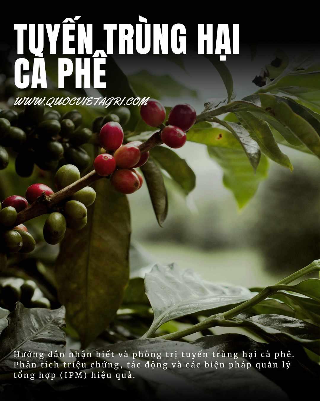 cover cho bài viết về tuyến trùng trên cây cà phê của thạc sĩ trần thị mai lan tại quốc việt agri