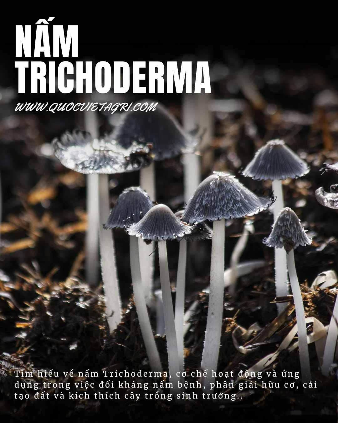 hình ảnh chủ đề cho bài viết về nấm trichoderma của quốc việt agri