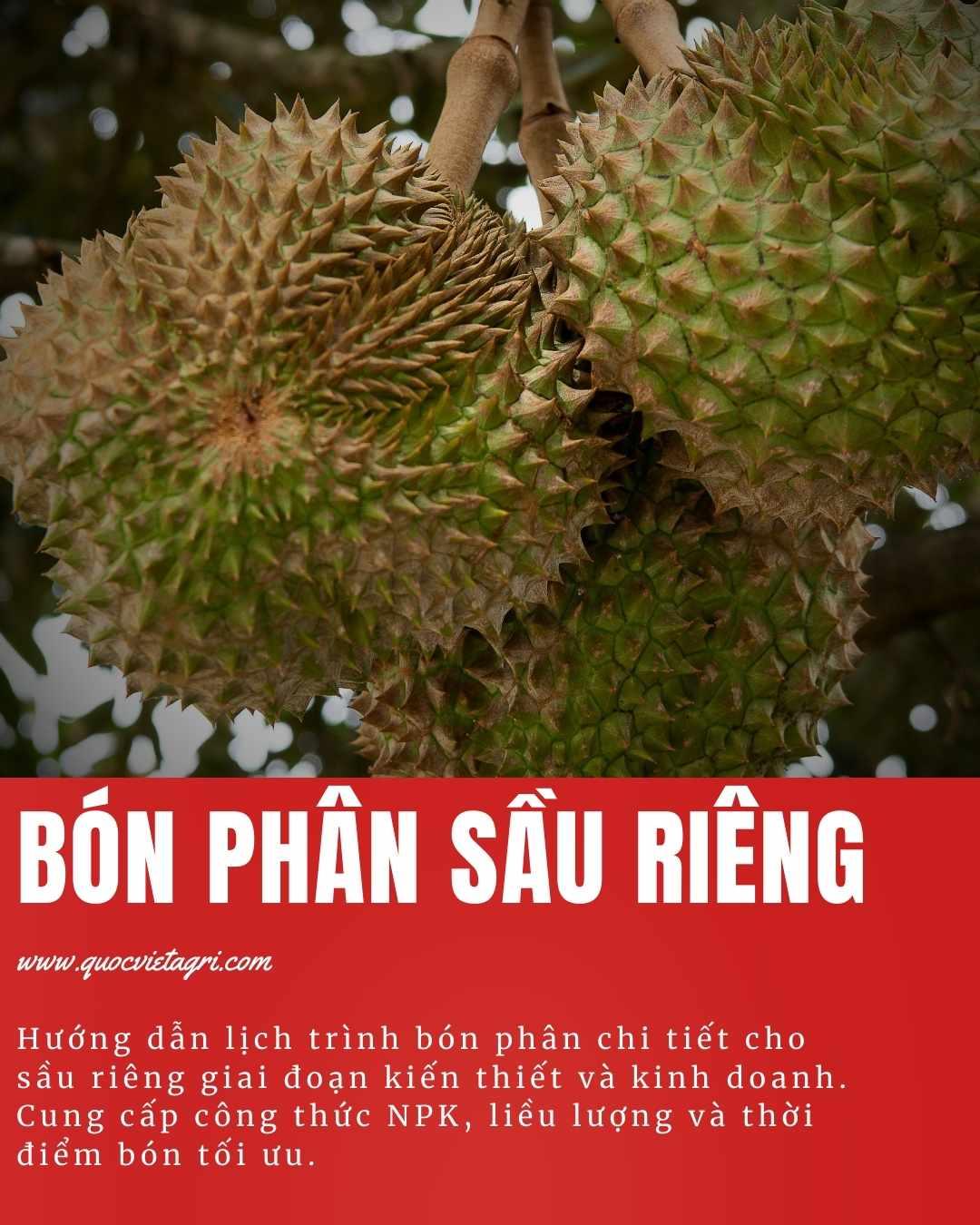 hình cover cho bài viết hướng dẫn cách bón phân cho cây sầu riêng của quốc việt agri