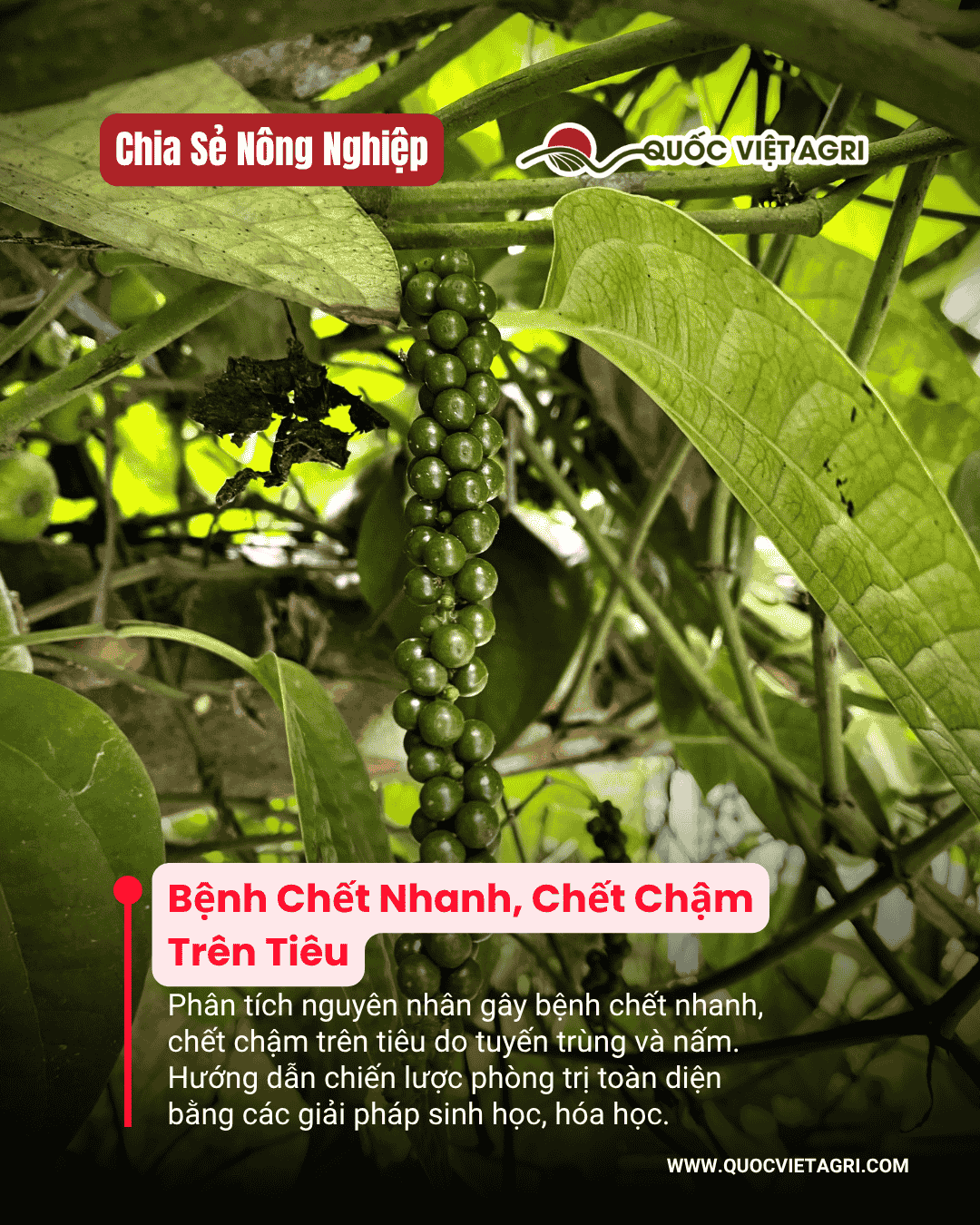 Ảnh bìa của Quốc Việt Agri cho bài viết về bệnh chết nhanh, chết chậm trên tiêu, với hình ảnh một chuỗi tiêu xanh, khỏe mạnh.