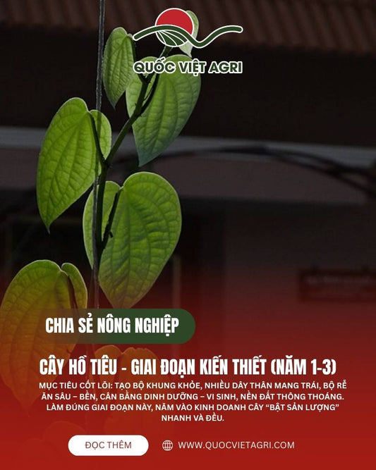 Cây hồ tiêu năm 1 đang leo trụ, đôn dây và tạo hình thân chính