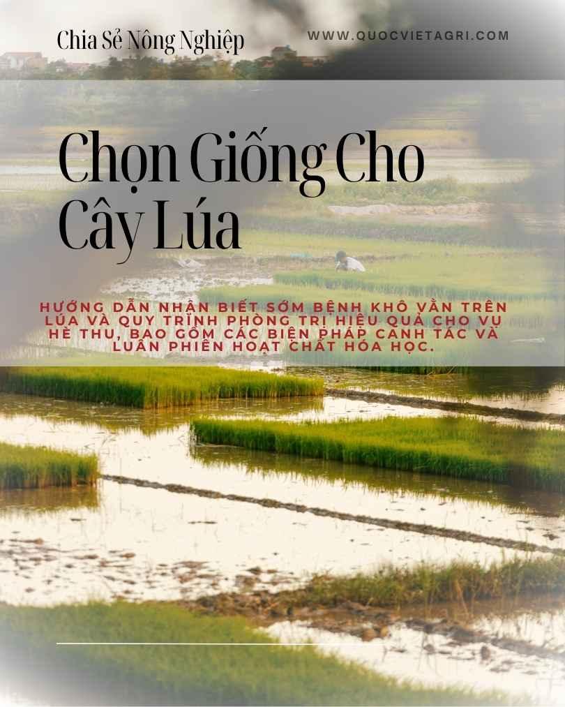 Vườn thí nghiệm giống lúa Đài Thơm 8 với hệ thống bờ mương và khí hậu đồng ruộng đặc trưng vùng ĐBSCL.Vườn thí nghiệm giống lúa Đài Thơm 8 với hệ thống bờ mương và khí hậu đồng ruộng đặc trưng vùng ĐBSCL.