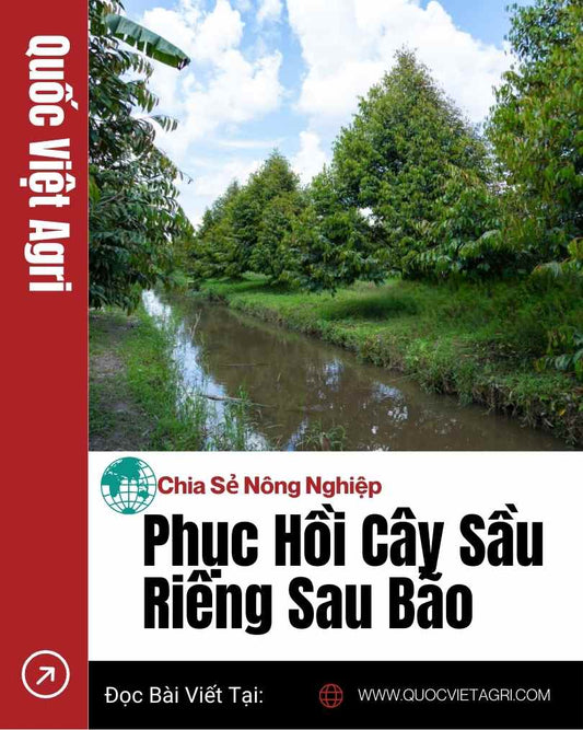 Ảnh bìa của Quốc Việt Agri cho bài viết về cách phục hồi vườn sầu riêng sau bão, với hàng cây sầu riêng xanh tốt dọc kênh mương.