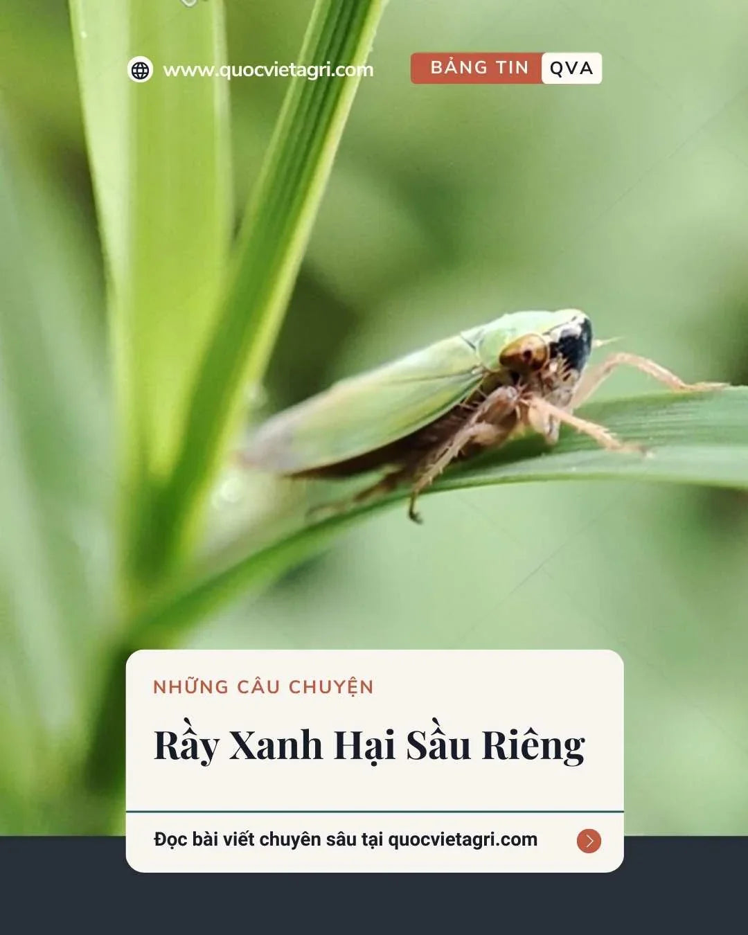 rầy xanh tấn công cây Sầu riêng gây cháy lá