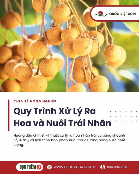 Quy Trình Xử Lý Ra Hoa và Nuôi Trái Nhãn (Giai Đoạn Kinh Doanh)