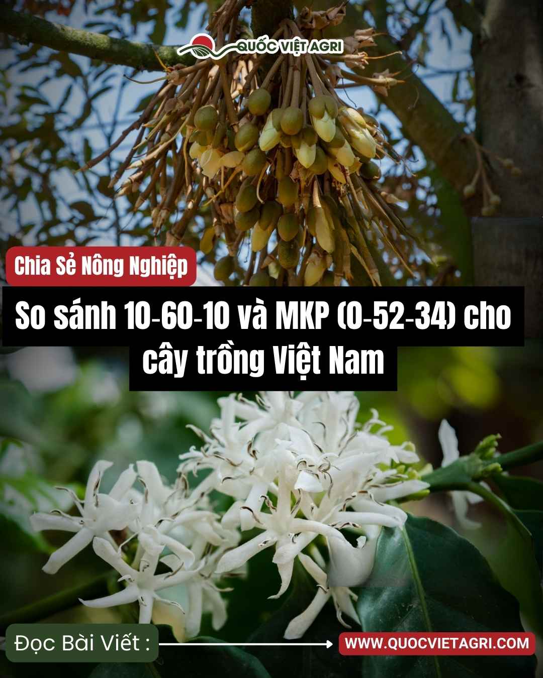 Ảnh bìa: hoa sầu riêng & hoa cà phê, chủ đề so sánh 10‑60‑10 và MKP (0‑52‑34) – Quốc Việt Agri.