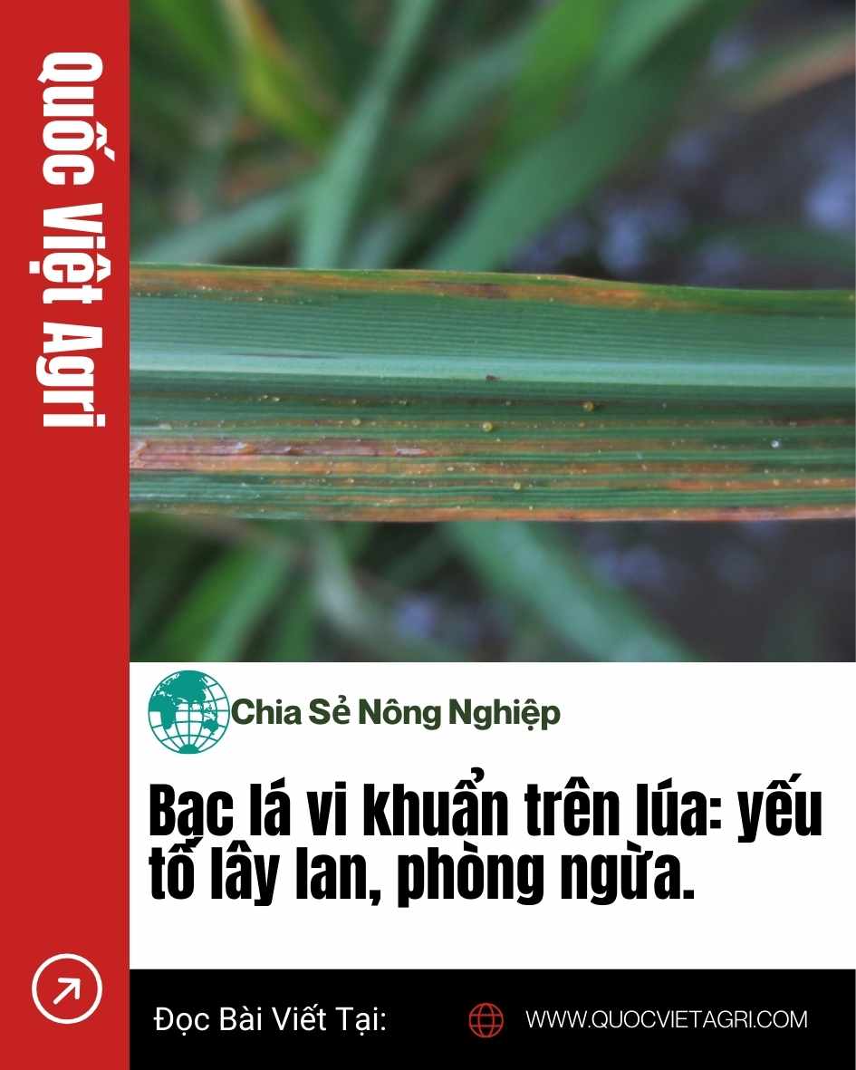 Ảnh bìa Quốc Việt Agri: lá lúa có vệt bạc dài theo gân kèm các giọt dịch khuẩn vàng do Xanthomonas; tiêu đề “Bạc lá vi khuẩn: yếu tố lây lan, phòng ngừa”.