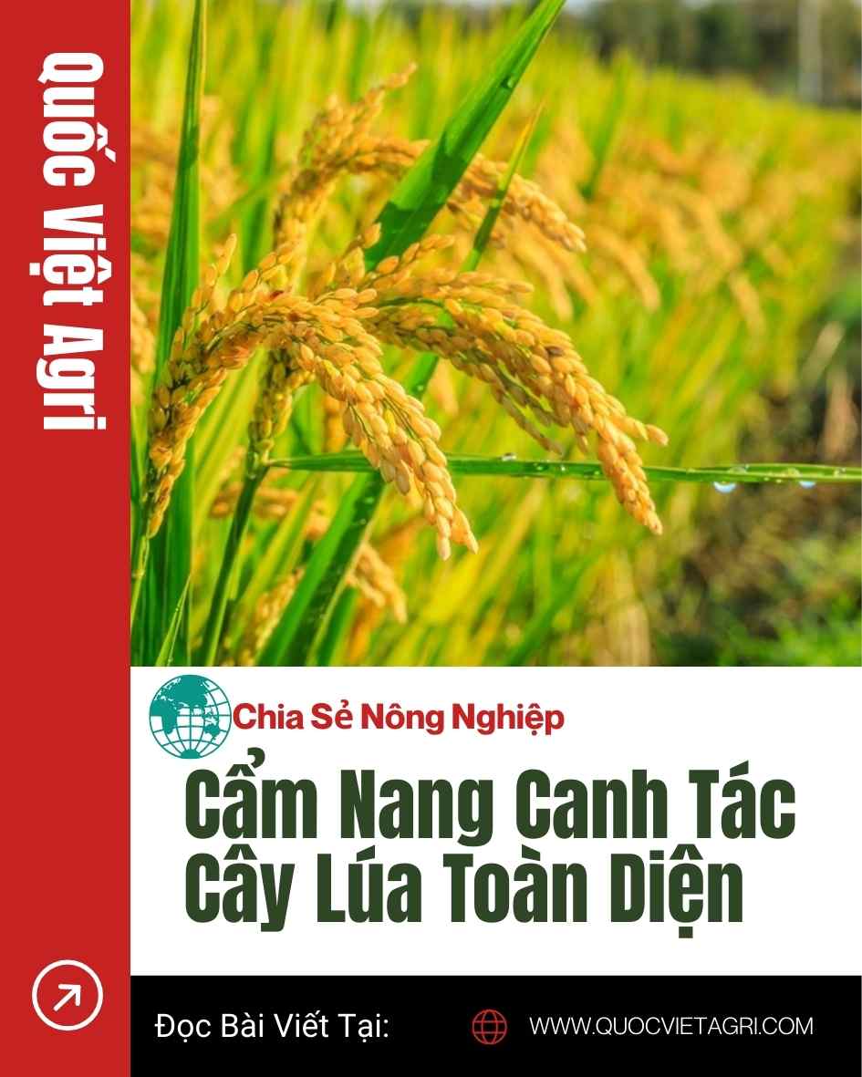 Cẩm nang canh tác cây lúa toàn diện” – Quốc Việt Agri; cận cảnh bông lúa chín vàng trên ruộng, nền xanh tươi.