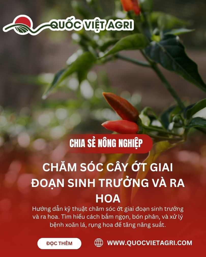 Chăm Sóc Cây Ớt Giai Đoạn Sinh Trưởng và Ra Hoa: Cẩm Nang Kỹ Thuật Toàn Diện