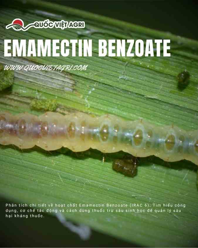 Phân tích chi tiết về hoạt chất Emamectin Benzoate (IRAC 6). Tìm hiểu công dụng, cơ chế tác động và cách dùng thuốc trừ sâu sinh học để quản lý sâu hại kháng thuốc.