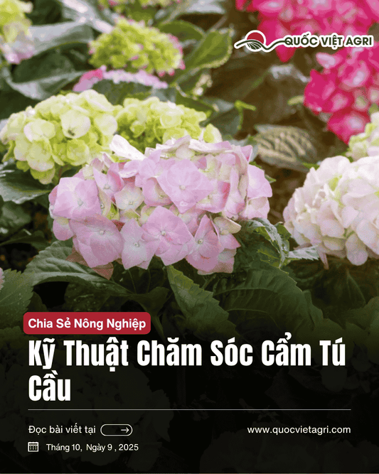 Ảnh bìa minh họa bài viết kỹ thuật chăm sóc hoa cẩm tú cầu theo phong cách thương hiệu Quốc Việt Agri.