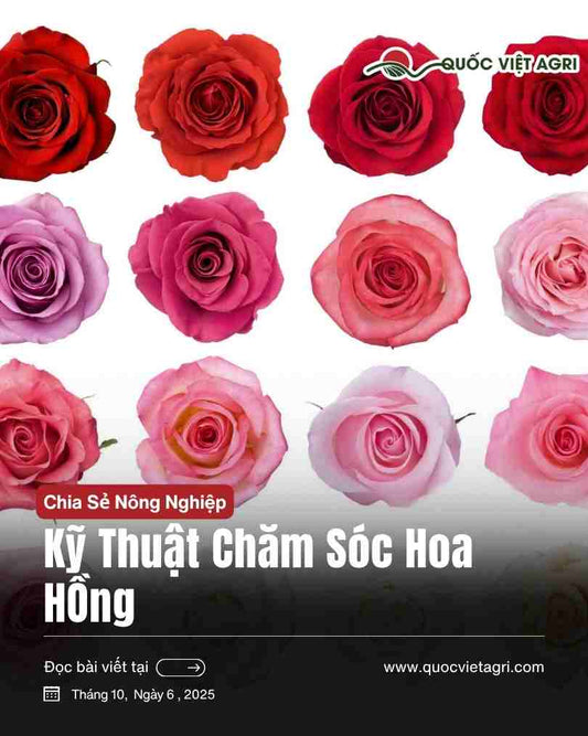 Ảnh bìa hướng dẫn kỹ thuật chăm sóc hoa hồng của Quốc Việt Agri, tổng hợp các giống hoa hồng phổ biến tại Việt Nam.