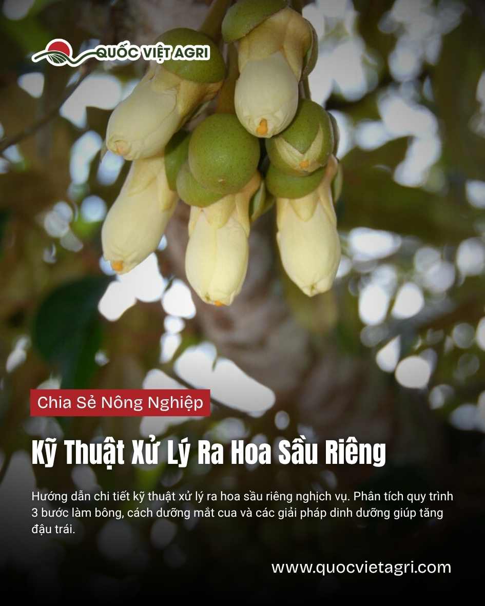 Ảnh bìa của Quốc Việt Agri cho bài viết về kỹ thuật xử lý ra hoa sầu riêng, với hình ảnh cận cảnh một chùm hoa sầu riêng đang phát triển khỏe mạnh.