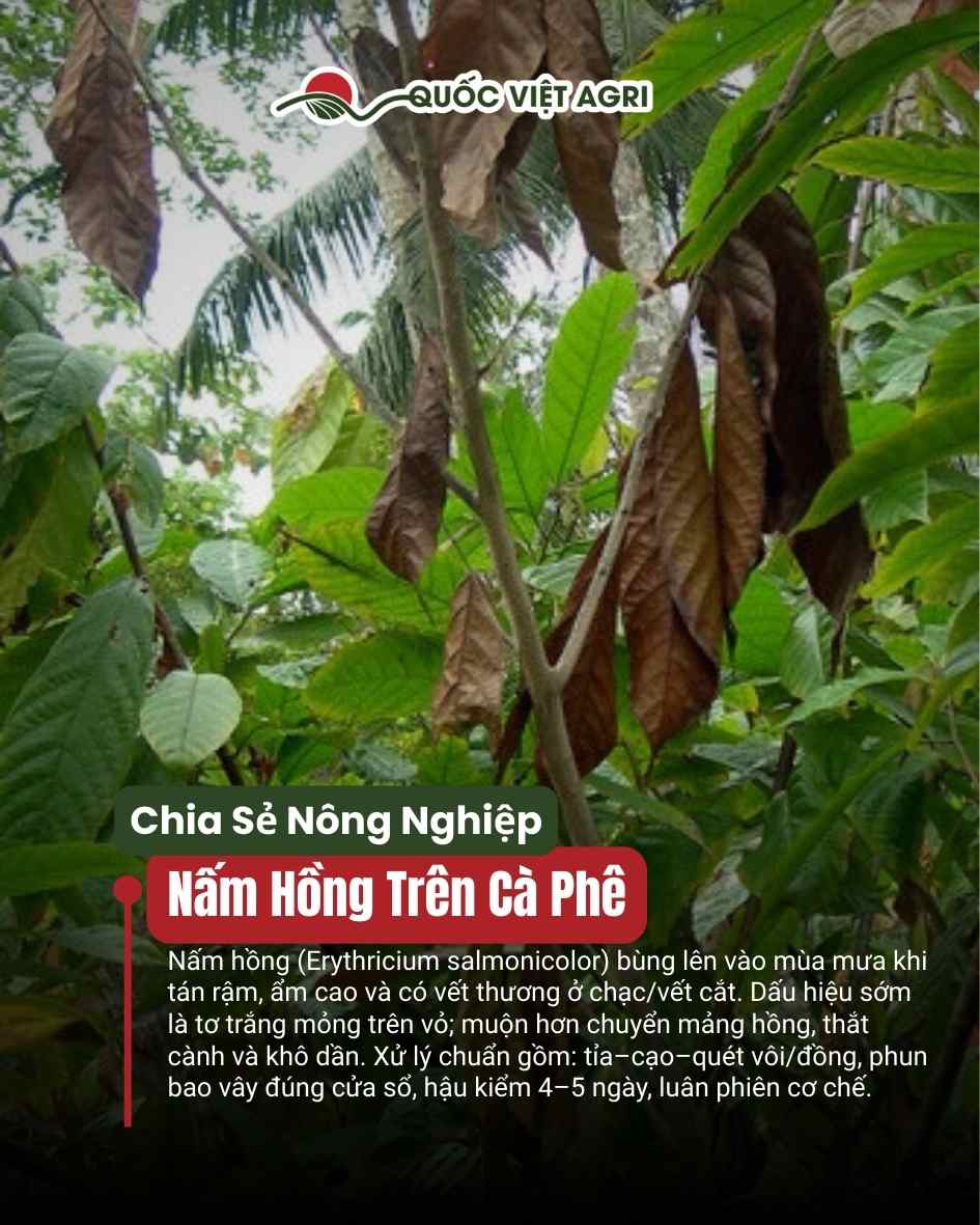 Lá cà phê treo khô nâu, cành bị thắt do nấm hồng (Erythricium salmonicolor) bùng phát mùa mưa.