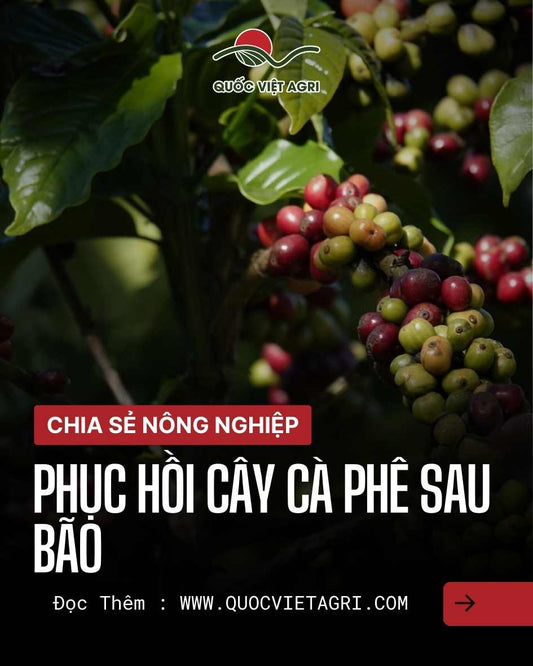 Phục hồi cây cà phê sau bão