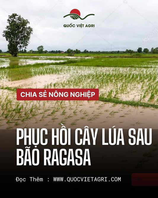 Cánh đồng lúa bị ngập úng sau bão Ragasa, nhiều cây lúa còn non chìm trong nước.