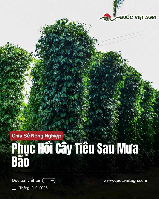 Cách hồi phục cây tiêu sau mưa bão