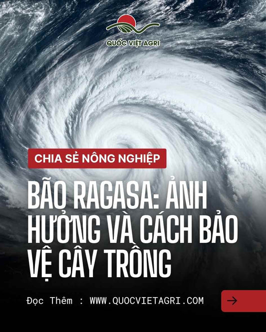 Poster chủ đề “Bão Ragasa: ảnh hưởng và cách bảo vệ cây trồng” – đồ họa xoáy bão dùng cho truyền thông của Quốc Việt Agri.