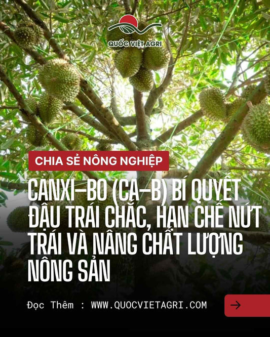 Canxi–Bo (Ca–B) – hướng dẫn thực chiến: cửa sổ phun, liều, pH, phối trộn – Quốc Việt Agri