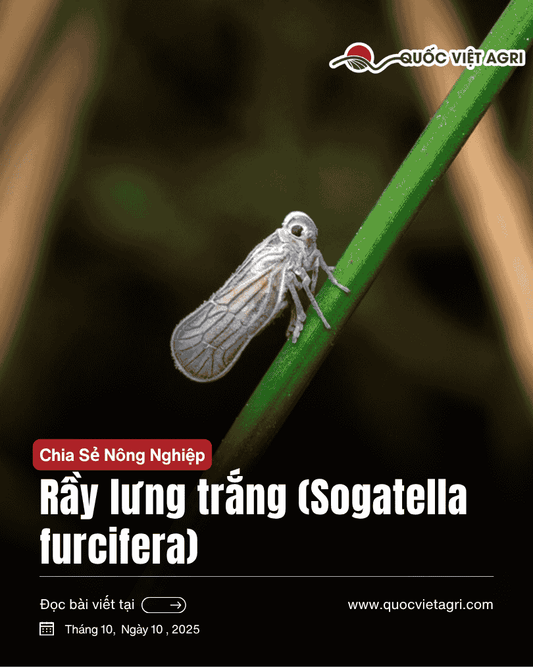 Rầy lưng trắng (Sogatella furcifera) bám trên bẹ lúa, ảnh bìa chuyên đề IPM cho lúa Việt Nam – Quốc Việt Agri.