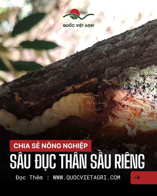 Ấu trùng sâu đục thân sầu riêng (Plocaederus ruficornis) đang phá hoại bên trong thân cây, tạo mùn gỗ và vết thương chảy nhựa – hình ảnh minh họa kỹ thuật nhận diện và phòng trừ do Quốc Việt Agri cung cấp.