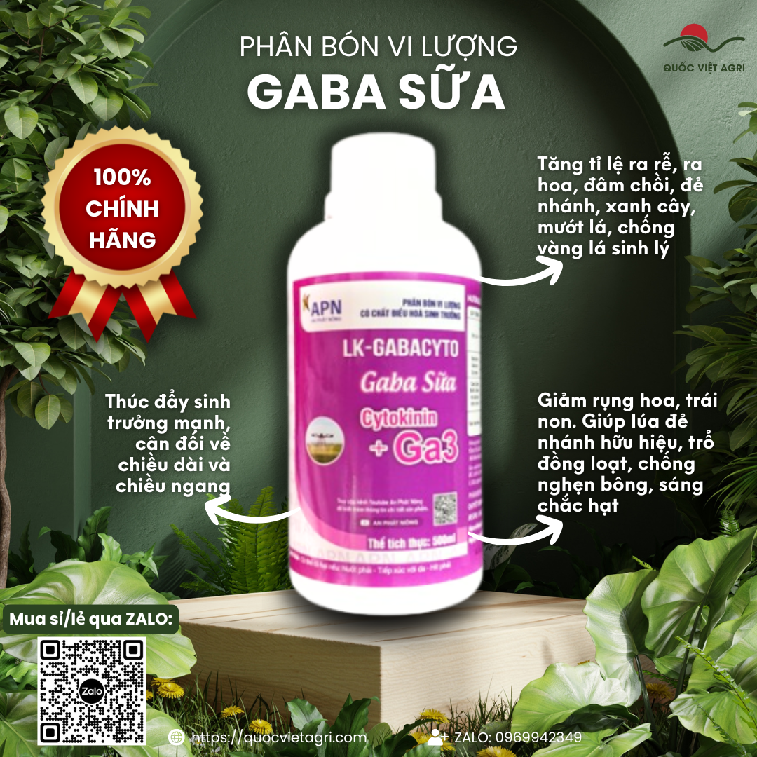 Mặt trước chai phân bón lá GABA SỮA An Phát Nông 500ml, nhãn hiệu rõ ràng, sản phẩm của Quốc Việt Agri.