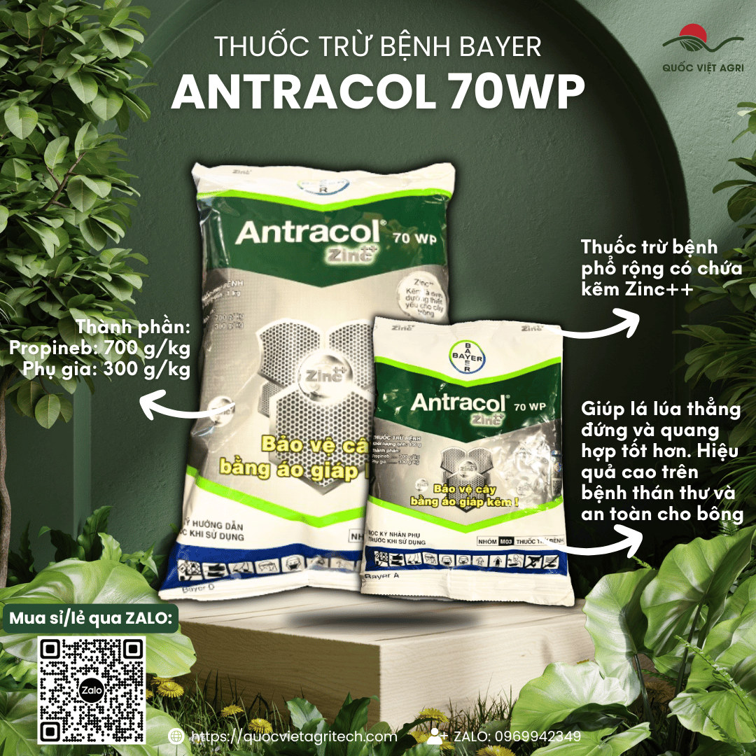 Mặt trước gói thuốc trừ bệnh ANTRACOL 70WP (100g hoặc 1KG), nhãn hiệu rõ ràng, "Áo Giáp Kẽm", phân phối bởi Quốc Việt Agri.