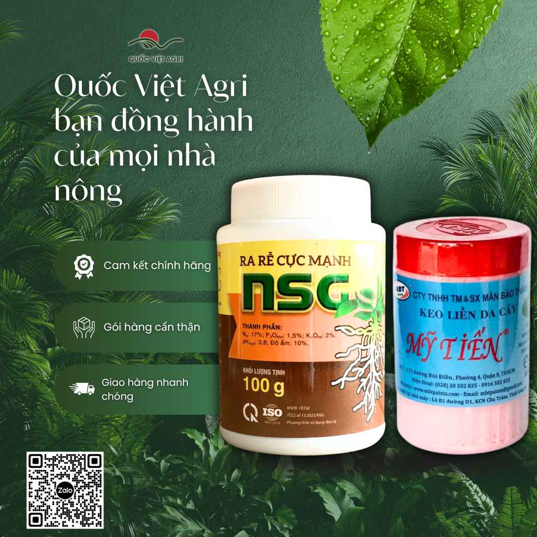 Combo Kích Rễ (Thay thế N3M) & Keo Liền Da Mỹ Tiến (100g)