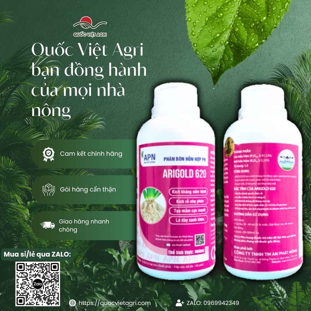 Tưới gốc Arigold 620 phục hồi sầu riêng vàng lá thối rễ, lúa giải độc phèn.