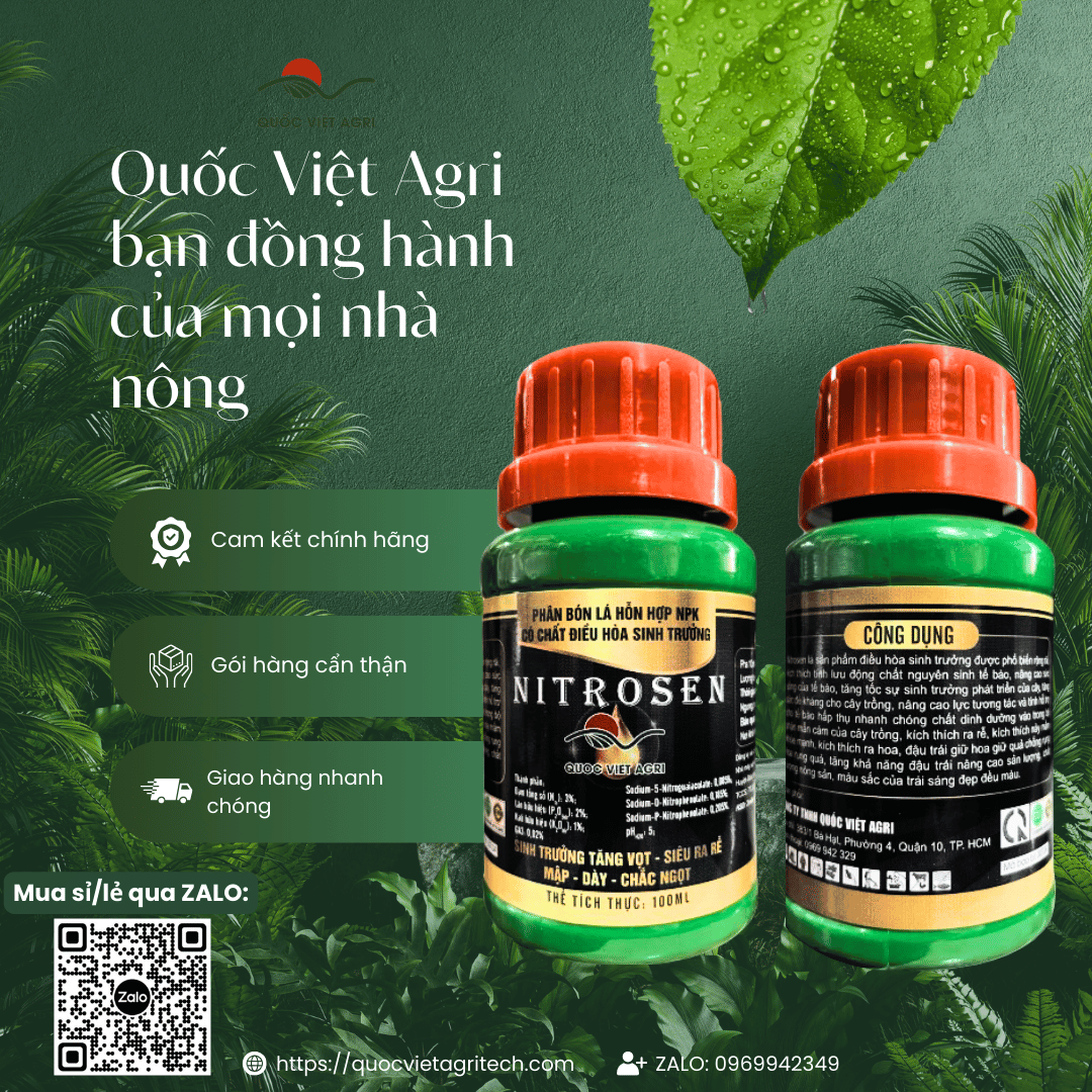 Phân bón lá Nitrosen NPK chất điều hòa sinh trưởng Quốc Việt Agri
