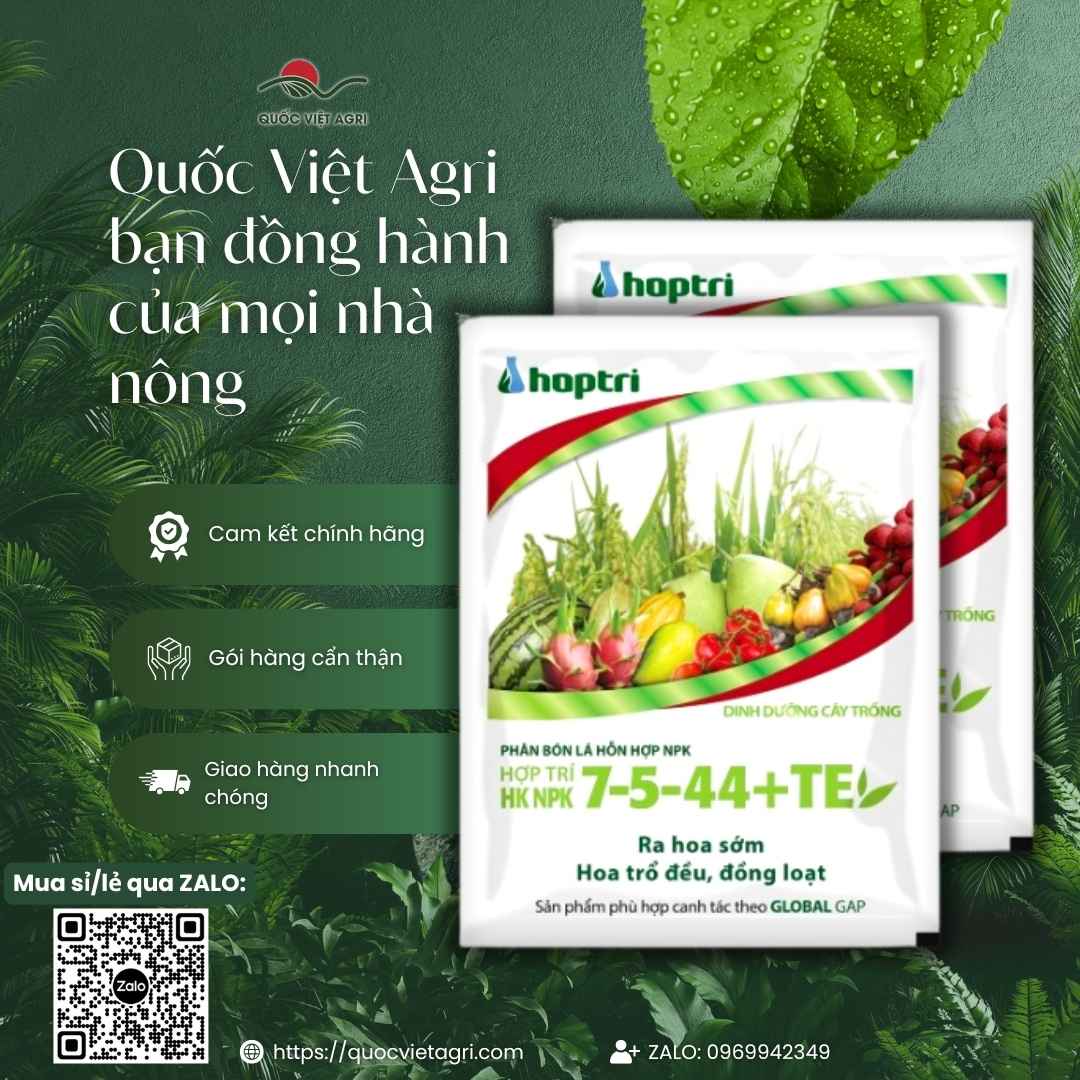 Hình ảnh tổng quan sản phẩm phân bón Hợp Trí HK 7-5-44+TE, giải pháp Kali cao cho lúa, sầu riêng, xoài từ Quốc Việt Agri.