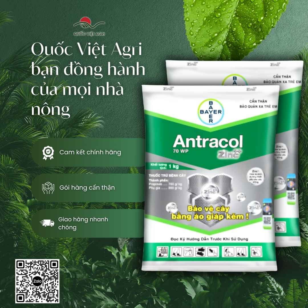 Ảnh toàn diện gói thuốc trừ bệnh ANTRACOL 70WP (100g hoặc 1KG), nhãn hiệu rõ ràng, "Áo Giáp Kẽm", phân phối bởi Quốc Việt Agri.