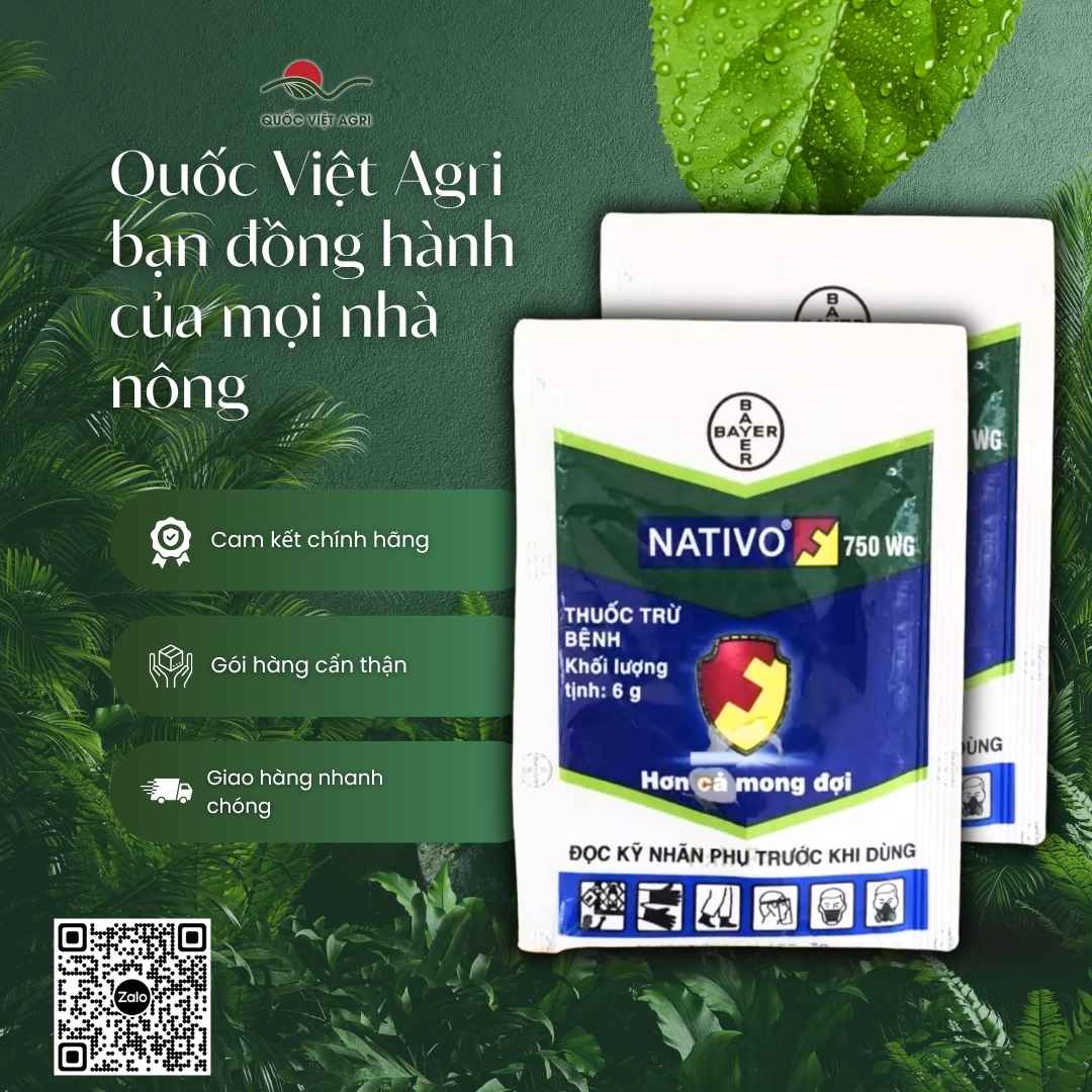 Mặt sau gói Nativo 750WG với thành phần Trifloxystrobin và Tebuconazole.