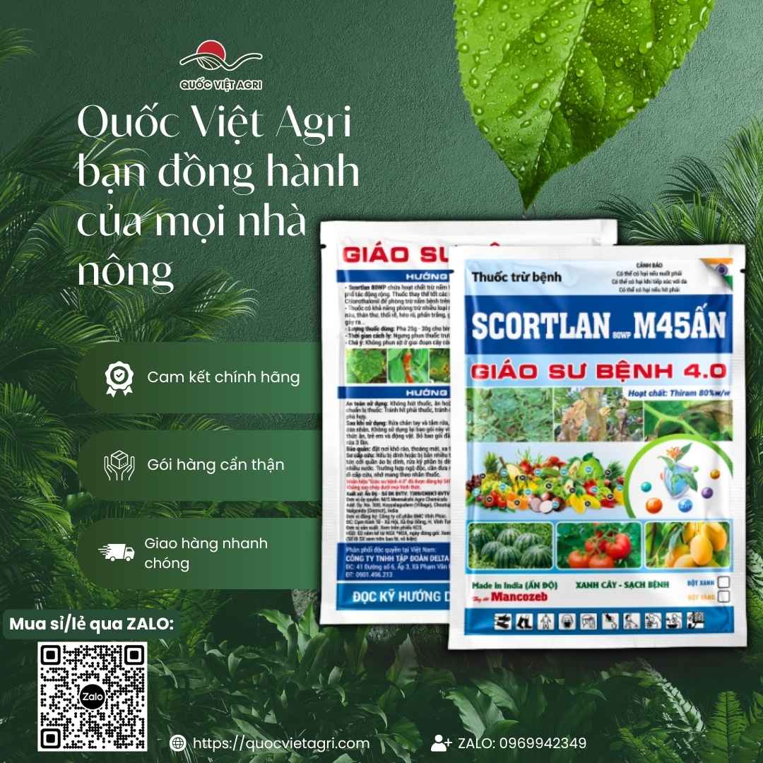 Ảnh toàn diện gói thuốc trừ bệnh Scortlan 80WP 1KG, chuyên dùng để trị sương mai, thán thư, sản phẩm nhập khẩu Ấn Độ.