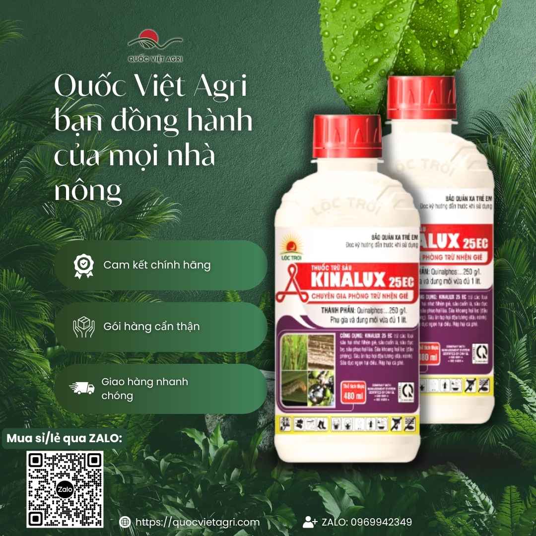 Thành phần Quinalphos 250g/l mặt sau chai Kinalux 25EC.