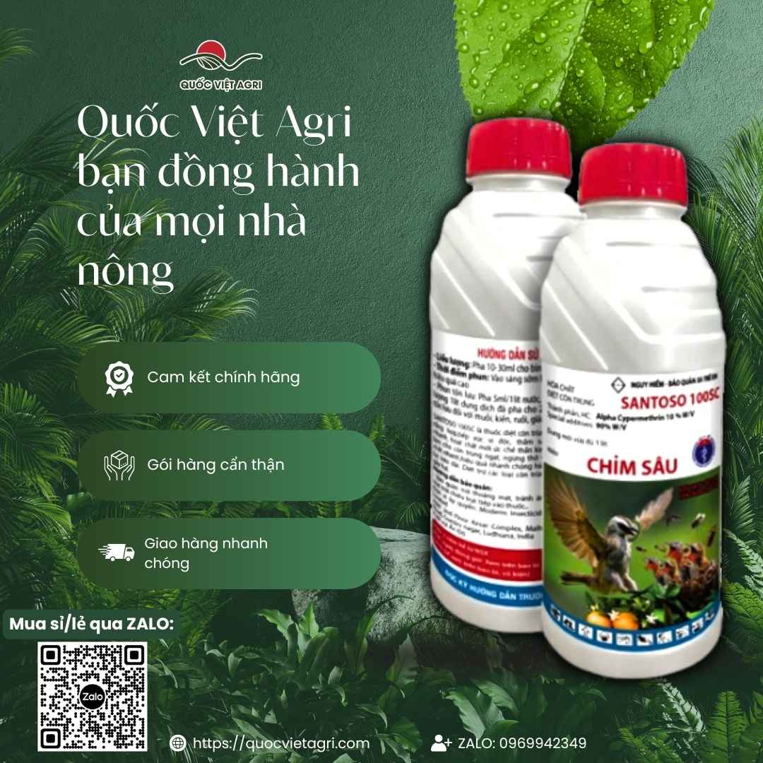 Hình ảnh tổng quan sản phẩm thuốc trừ sâu Santoso 100SC, giải pháp hạ gục nhanh sâu hại phổ rộng cho lúa và cây ăn trái từ Quốc Việt Agri.