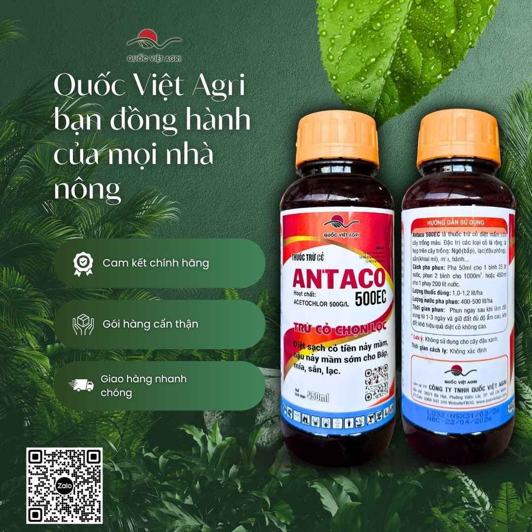 Ảnh toàn diện chai Antaco 500EC với hoạt chất Acetochlor và hướng dẫn phun mầm.