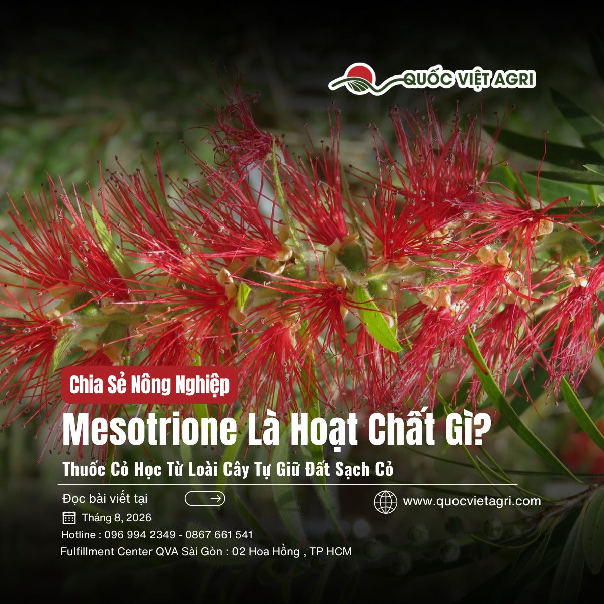 Ảnh bìa bài viết Mesotrione Là Hoạt Chất Gì — hoa tràm liễu đỏ, Quốc Việt Agri
