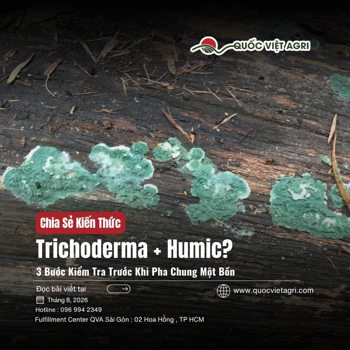 Nấm Trichoderma viride thật mọc trên gỗ mục — cover bài Trichoderma có tưới chung với humic được không