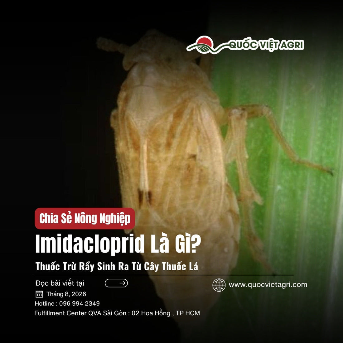 Cover bài Imidacloprid là gì — rầy nâu trên bẹ lá lúa