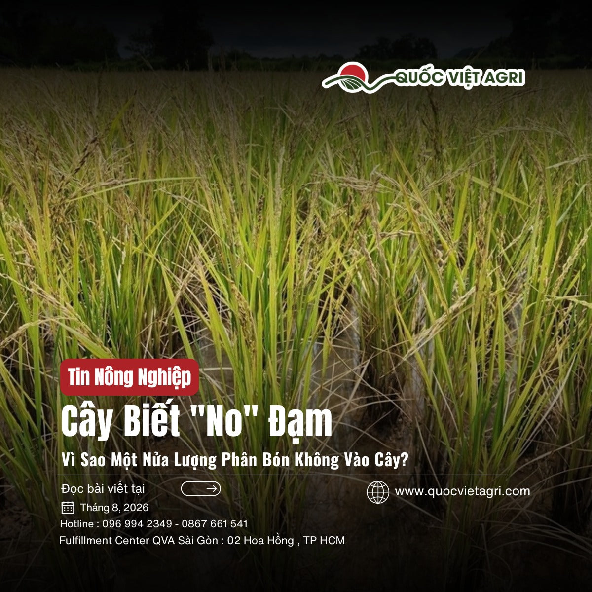 Ảnh bìa bài viết Cây Biết No Đạm — ruộng lúa trổ đòng, Quốc Việt Agri
