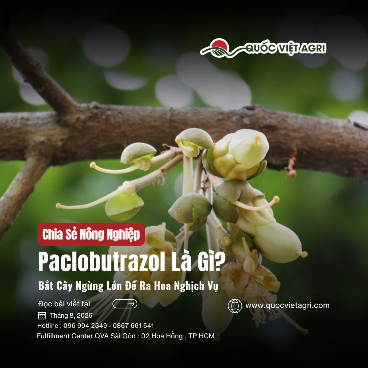 Ảnh bìa bài viết Paclobutrazol Là Gì — chùm hoa sầu riêng, Quốc Việt Agri