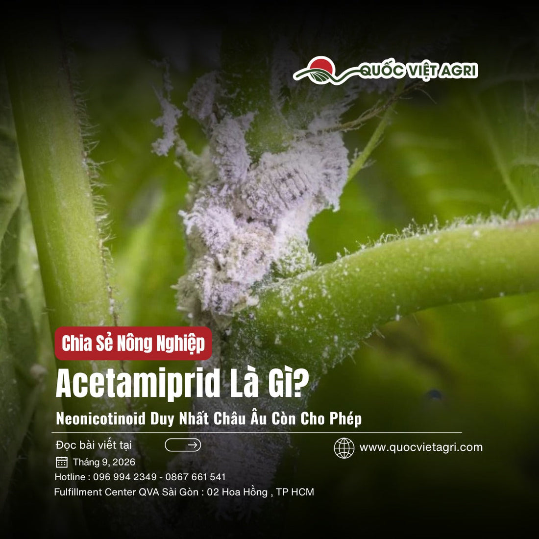 Ảnh bìa bài viết Acetamiprid Là Gì — rệp sáp bám trên thân cây, Quốc Việt Agri