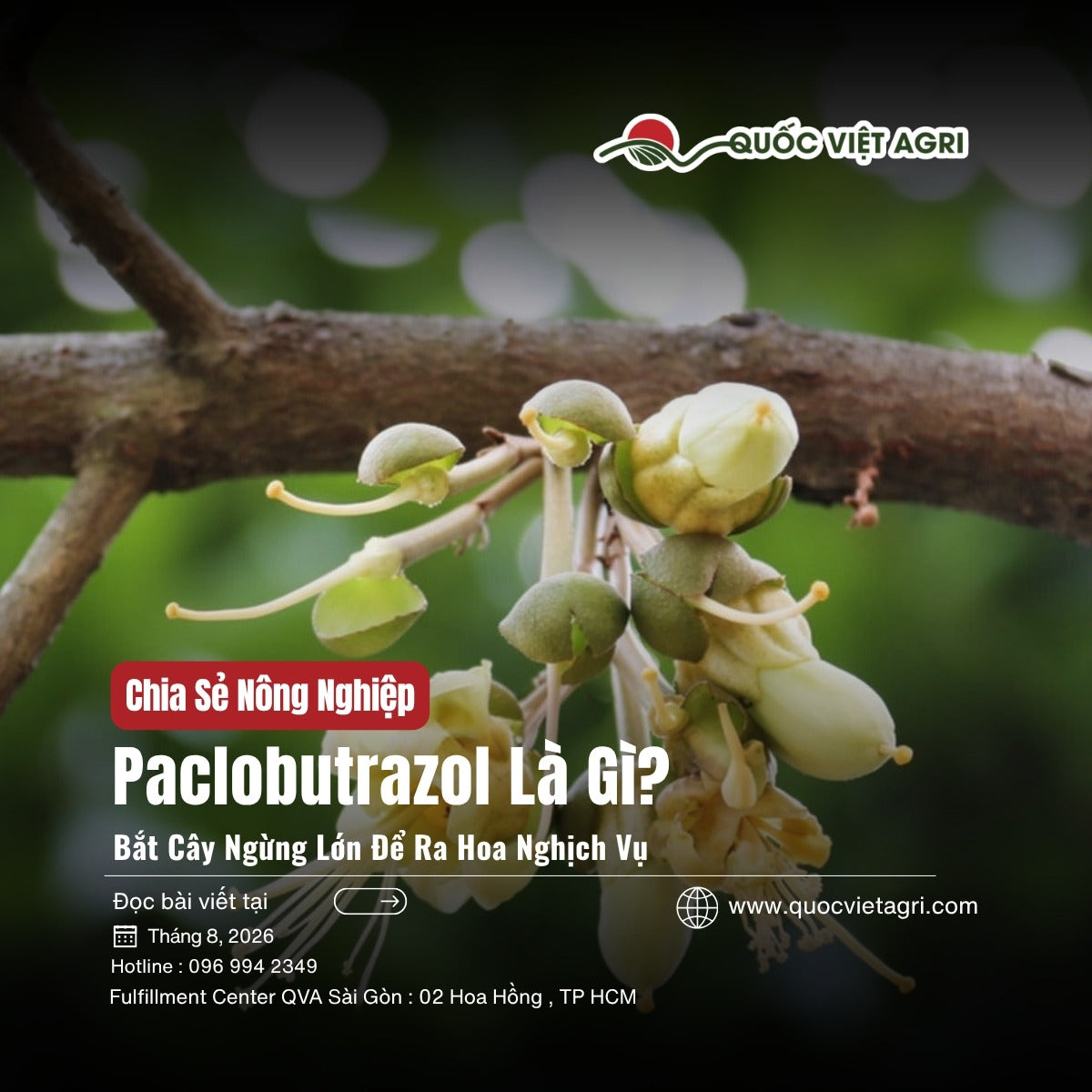 Chùm hoa và nụ sầu riêng trên cành — cover bài Paclobutrazol là gì