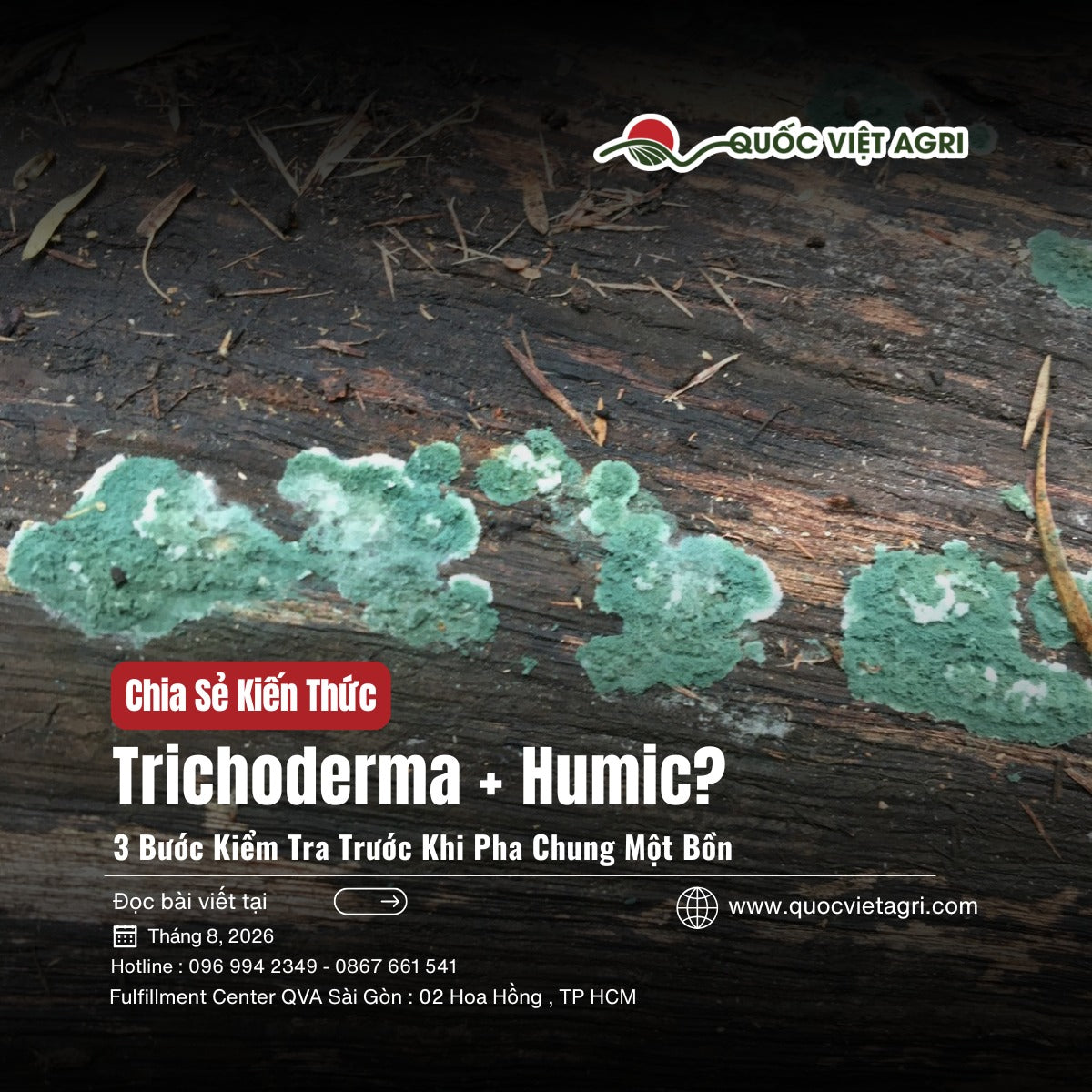 Ảnh bìa bài viết Trichoderma + Humic — nấm Trichoderma trên gỗ mục, Quốc Việt Agri