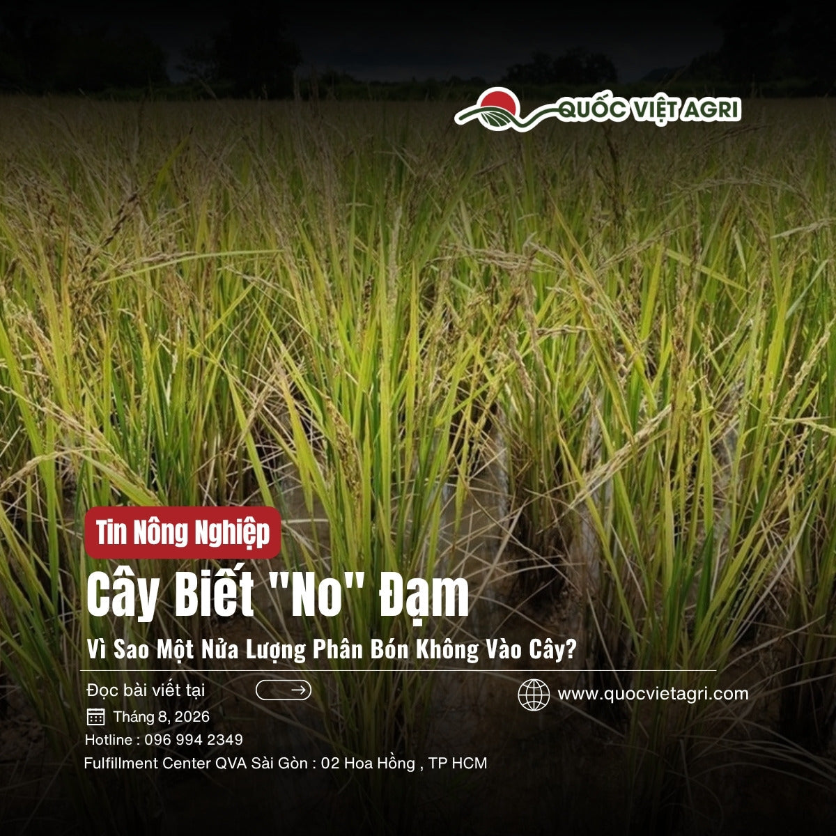 Cover tin Cây biết no đạm — ruộng lúa trổ đòng