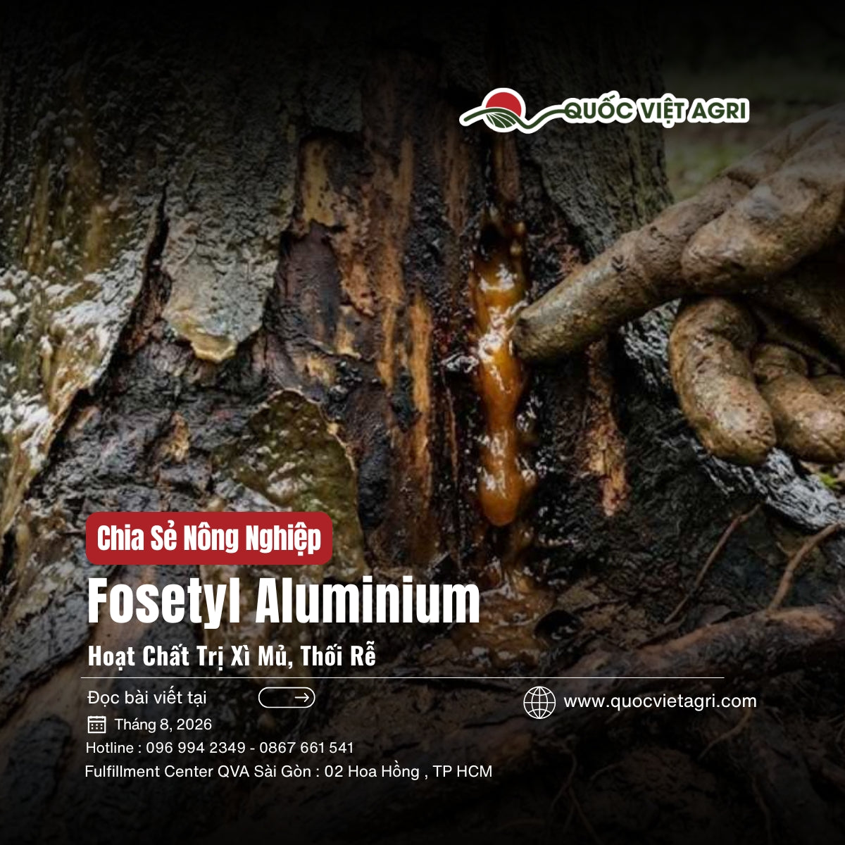 Bìa bài viết Fosetyl Aluminium là hoạt chất gì — trị xì mủ, thối rễ, của Quốc Việt Agri