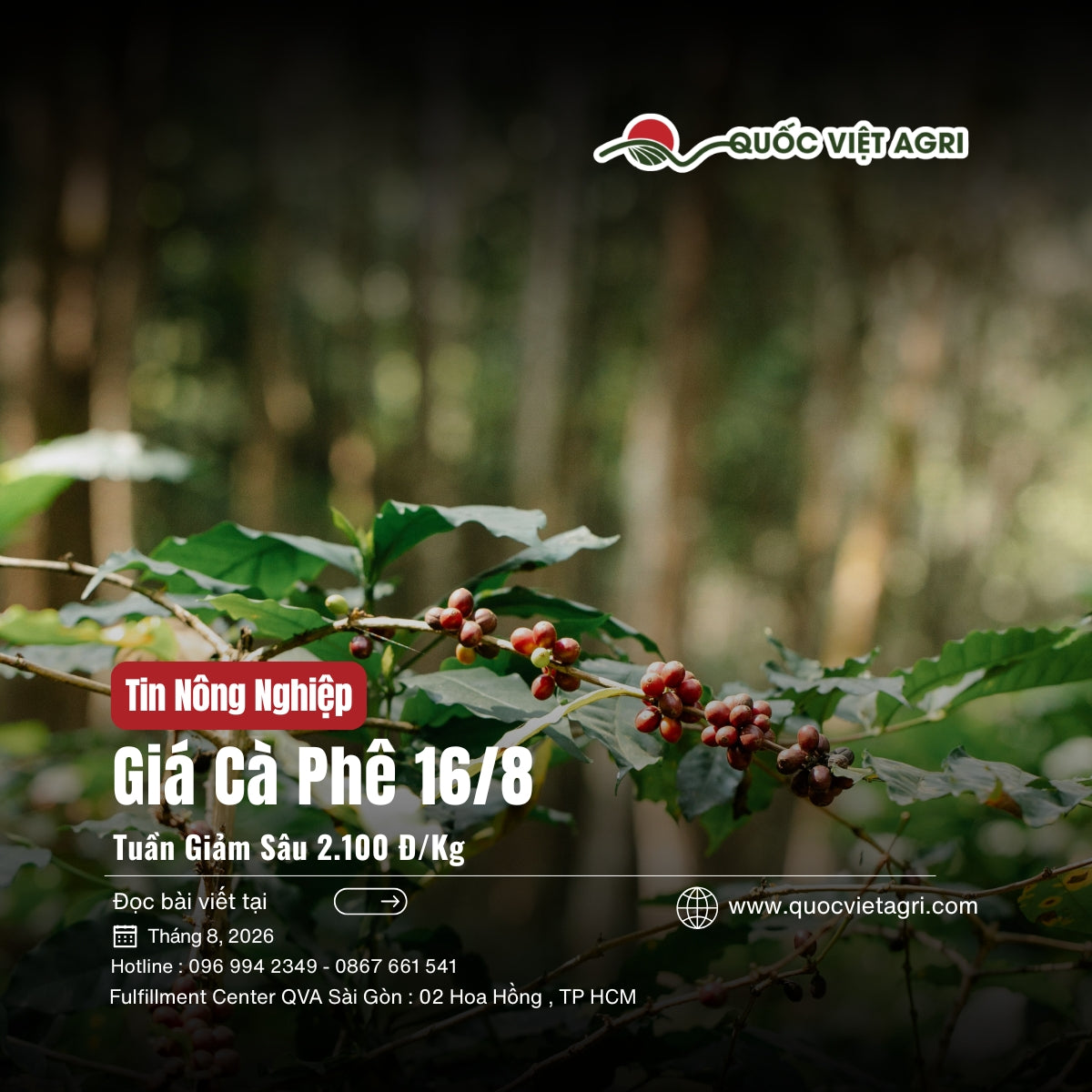 Bìa bài viết giá cà phê 16/8/2026 — tuần giảm sâu 2.100 đồng/kg, của Quốc Việt Agri