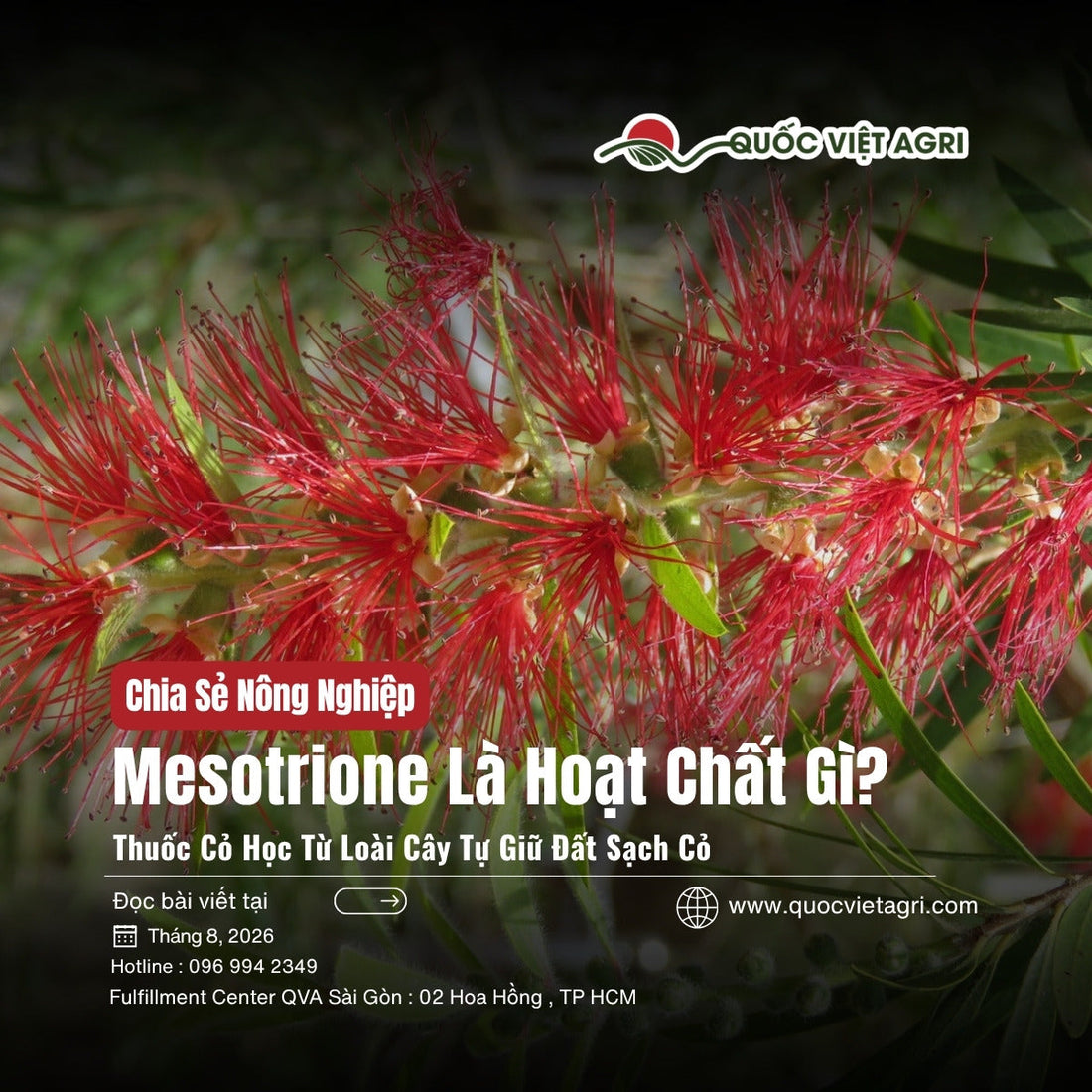 Hoa tràm liễu đỏ Callistemon citrinus — cover bài Mesotrione là hoạt chất gì